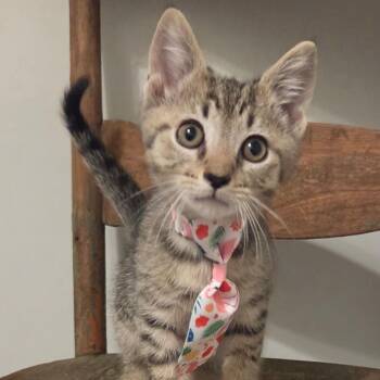 Cub -  Domestic Short Hair Cat for Adoption in New Albany, Ohio - Cub | PetCurious