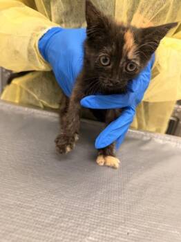PATTY -  Domestic Short Hair Cat for Adoption in Las Vegas, Nevada - PATTY | PetCurious