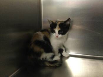 Domestic Short Hair Cats Available for Adoption - WANDA | PetCurious