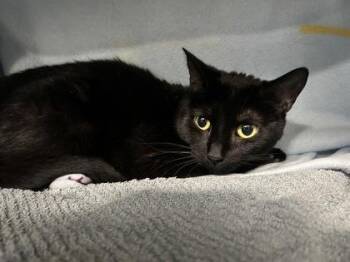 Domestic Short Hair Cats Available for Adoption in Schenectady, New York - Marshmallow | PetCurious