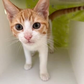 Sweet Potato -  Domestic Short Hair Cat for Adoption in Goleta, California - Sweet Potato | PetCurious
