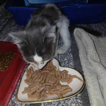Beach -  Domestic Short Hair Cat for Adoption in Stephenville, Texas - Beach | PetCurious
