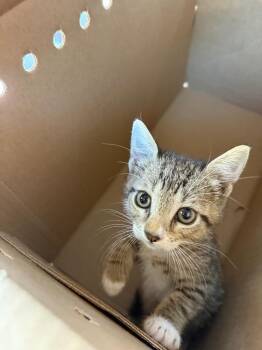 Dawn port richey -  Domestic Short Hair Cat for Adoption in Town 