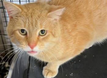 Domestic Short Hair Cats Available for Adoption - BODIE | PetCurious