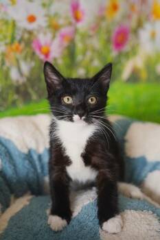 Leaf -  Domestic Short Hair Cat for Adoption in Newberg, Oregon - Leaf | PetCurious