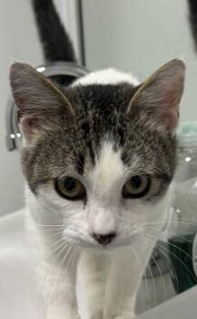 Winston -  Domestic Short Hair Cat for Adoption in St. Cloud, Minnesota - Winston | PetCurious