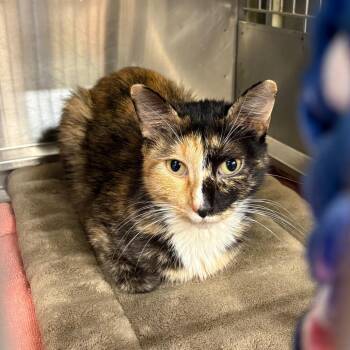 Domestic Short Hair Cats Available for Adoption in Springfield, Illinois - Pippy | PetCurious