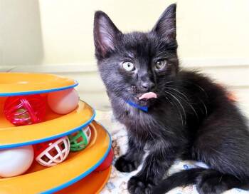 Domestic Short Hair Cats Available for Adoption in Fort Lauderdale, Florida - ADAM | PetCurious