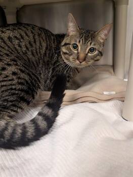 AUGUST -  Domestic Short Hair Cat for Adoption in Minneapolis, Minnesota - AUGUST | PetCurious