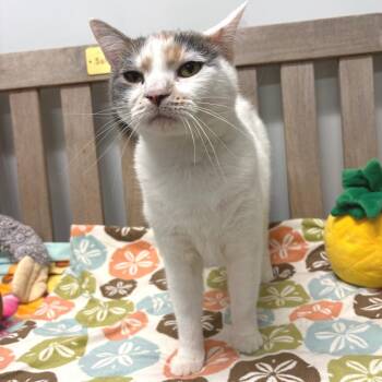 Malibu Bay Breeze -  Domestic Short Hair Cat for Adoption in East Hampton, New York - Malibu Bay Breeze | PetCurious