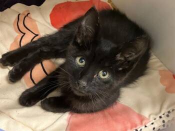 NOSTRADAMUS -  Domestic Medium Hair Cat for Adoption in Tustin, California - NOSTRADAMUS | PetCurious