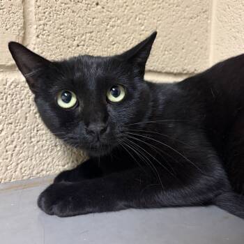 Rescue Domestic Short Hair Cats for Adoption in Austin, Texas - Pepper Pie | PetCurious