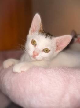 Little Dottie -  Tabby Cat for Adoption in Fresno, California - Little Dottie | PetCurious