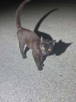 EZEKIAL -  Domestic Short Hair Cat for Adoption in San Antonio, Texas - EZEKIAL | PetCurious