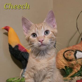 Cheech -  Domestic Short Hair Cat for Adoption in Bentonville, Arkansas - Cheech | PetCurious