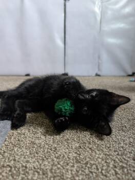 Nessie -  Domestic Long Hair Cat for Adoption in Grand Rapids, Michigan - Nessie | PetCurious