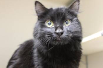 SIRIUS -  Domestic Long Hair Cat for Adoption in Loveland, Colorado - SIRIUS | PetCurious