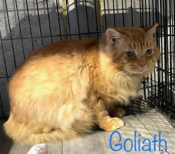 Rescue Domestic Long Hair Cats for Adoption in Cairo, Georgia - Goliath | PetCurious