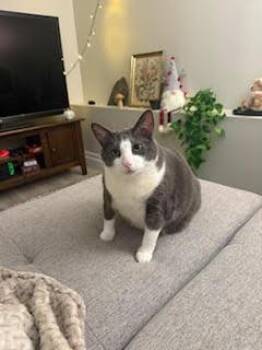Domestic Short Hair Cats Available for Adoption - William | PetCurious