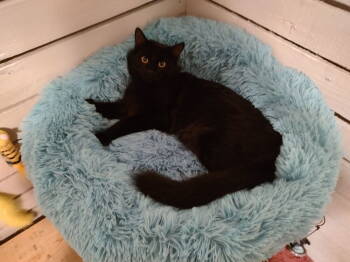 Rescue Domestic Medium Hair Cats for Adoption in Fort Collins, Colorado - Flannel | PetCurious