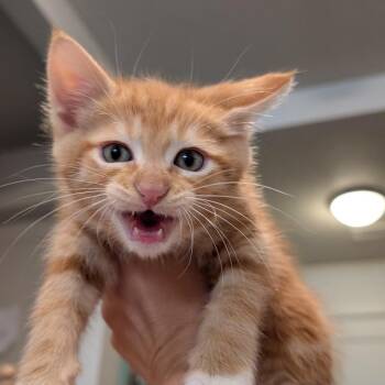 Garfield -  Domestic Short Hair Cat for Adoption in Meridian, Idaho - Garfield | PetCurious