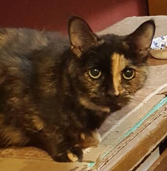 Rescue Tortoiseshell Cats for Adoption in Lyons, Illinois - Della Delilah | PetCurious