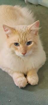Siamese Cats Available for Adoption in Navarre, Florida - Olaf  | PetCurious