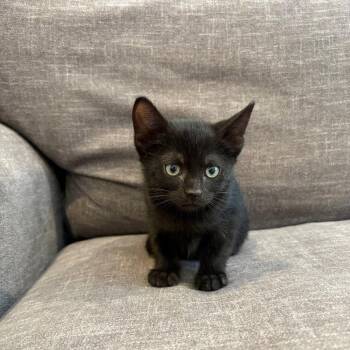 Cioppino -  Domestic Short Hair Cat for Adoption in Dallas, Texas - Cioppino | PetCurious