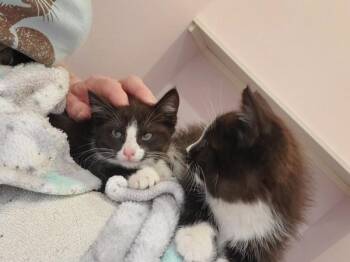 Hanky -  Domestic Short Hair Cat for Adoption in Vancouver, Washington - Hanky | PetCurious