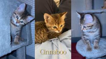 Cinnaboo -  Domestic Short Hair Cat for Adoption in Cosby, Tennessee - Cinnaboo | PetCurious