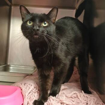 Skibidiva -  Domestic Short Hair Cat for Adoption in Davenport, Iowa - Skibidiva | PetCurious