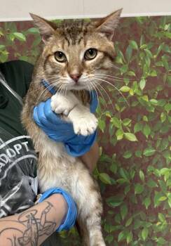 Domestic Short Hair Cats Available for Adoption - Apricot | PetCurious