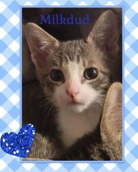 Rescue Tabby Cats for Adoption in North Richland Hills, Texas - Milk-Dud - Courtesy Post | PetCurious
