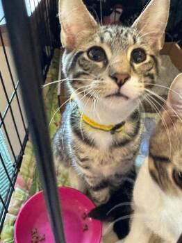 Rescue Domestic Short Hair Cats for Adoption in Mokena, Illinois - Mister Gordon | PetCurious