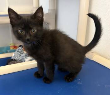 Donatello -  Domestic Short Hair Cat for Adoption in Challis, Idaho - Donatello | PetCurious