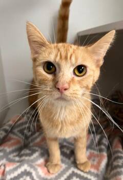 Domestic Short Hair Cats Available for Adoption in Huntington, Indiana - Millie | PetCurious