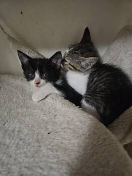 Rescue Domestic Short Hair Cats for Adoption in Bellevue, Nebraska - Gnocchi | PetCurious