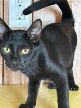 Leo -  Domestic Short Hair Cat for Adoption in Cleveland, Oklahoma - Leo | PetCurious