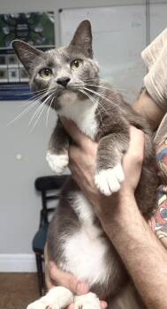 Anchovy -  Domestic Short Hair Cat for Adoption in Bolivar, Missouri - Anchovy | PetCurious