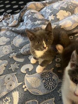 Domestic Medium Hair Cats Available for Adoption in Mustang, Oklahoma - Bean | PetCurious