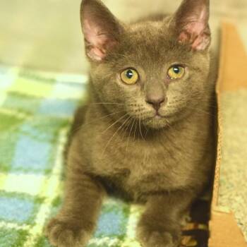 Domestic Short Hair Cats Available for Adoption in Belleville, Illinois - Hefty | PetCurious