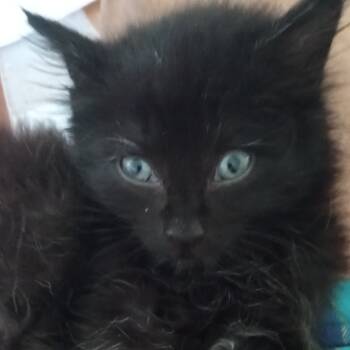 Rescue Domestic Short Hair Cats for Adoption in Galveston, Texas - Blinkin | PetCurious