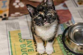 Domestic Short Hair Cats Available for Adoption in Charlotte, North Carolina - A1264015 | PetCurious