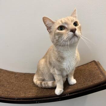 Kizmet -  Domestic Short Hair Cat for Adoption in Las Vegas, Nevada - Kizmet | PetCurious