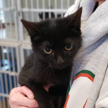 Domestic Short Hair Cats Available for Adoption - Michonne | PetCurious