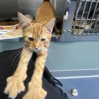 Flo -  Domestic Short Hair Cat for Adoption in Greensboro, North Carolina - Flo | PetCurious
