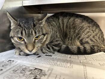 Domestic Short Hair Cats Available for Adoption - GLITTER | PetCurious