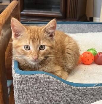 Domestic Short Hair Cats Available for Adoption in West Palm Beach, Florida - Saffron | PetCurious