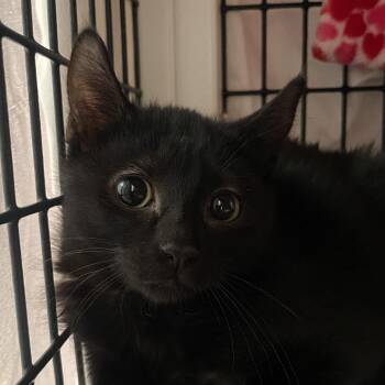 Domestic Short Hair Cats Available for Adoption in Chicago, Illinois - Cashew | PetCurious