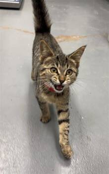 Rescue Domestic Short Hair Cats for Adoption in Peoria, Illinois - SHARK | PetCurious